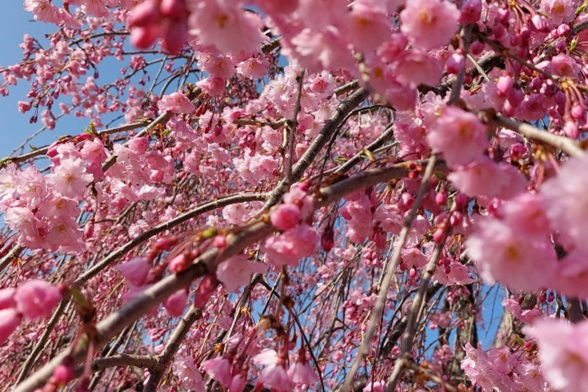 愛する人と手を繋ぎ歩く桜道🌸永遠の愛