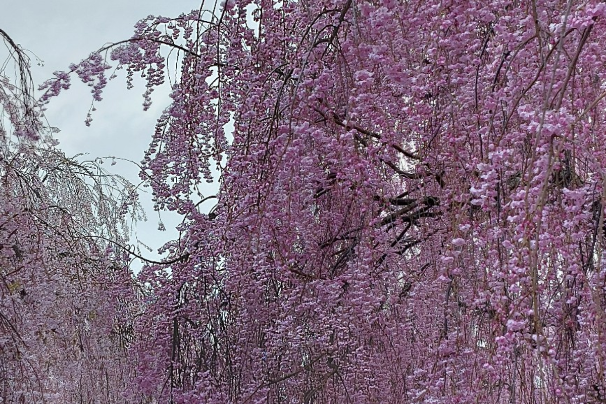 日本一にもなったしだれ桜🌸これから満開です